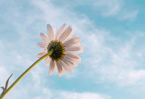 社会新闻:榴莲APP下载成为焦点